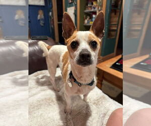 Chihuahua-Unknown Mix Dogs for adoption in Salt Lake City, UT, USA