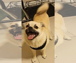 Pom-A-Pug Dogs for adoption in La Verne , CA, USA