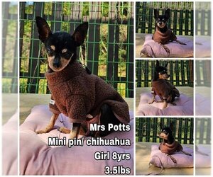 Chipin Dogs for adoption in Seattle, WA, USA