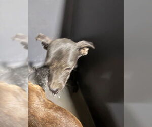 Chihuahua Dogs for adoption in Bakersfield, CA, USA