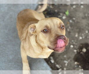 American Pit Bull Terrier Dogs for adoption in Tulsa, OK, USA