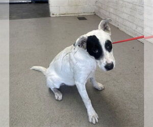 Mutt Dogs for adoption in San Bernardino, CA, USA