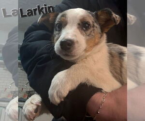 Rat Terrier-Unknown Mix Dogs for adoption in Clarkston, MI, USA