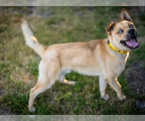 Akita-Unknown Mix Dogs for adoption in Santa Cruz, CA, USA