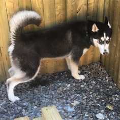 Siberian Husky Dogs for adoption in CORNING, NY, USA