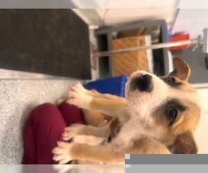 Medium Photo #1 American Pit Bull Terrier Puppy For Sale in Houston, TX, USA