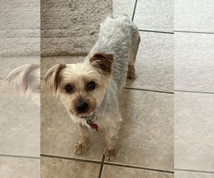 Silky Terrier-Unknown Mix Dogs for adoption in Katy, TX, USA