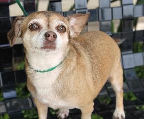 Chihuahua-Unknown Mix Dogs for adoption in El Segundo, CA, USA