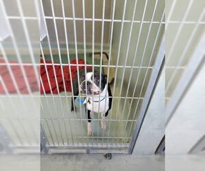 Boston Terrier Dogs for adoption in Marrero, LA, USA