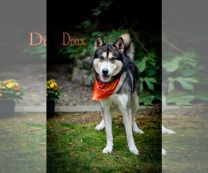 German Shepherd Dog-Huskies  Mix Dogs for adoption in Concord, NC, USA