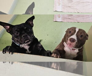 American Pit Bull Terrier-Bulldog Mix Dogs for adoption in Melrose, FL, USA