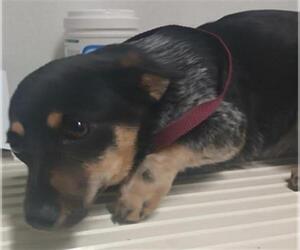Mutt Dogs for adoption in Bakersfield, CA, USA