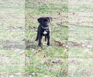 Labrador Retriever-Unknown Mix Dogs for adoption in Kannapolis, NC, USA