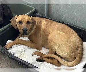 Plott Hound-Unknown Mix Dogs for adoption in HESPERIA, CA, USA