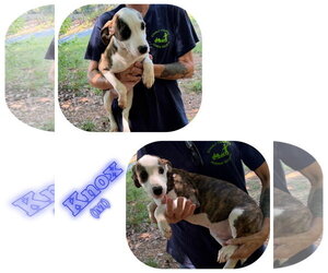 American Pit Bull Terrier-Unknown Mix Dogs for adoption in Albemarle, NC, USA
