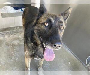 German Shepherd Dog Dogs for adoption in Orange, CA, USA