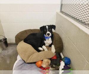 Border Collie Dogs for adoption in St Helens, OR, USA
