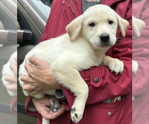 Siberian Husky-Unknown Mix Dogs for adoption in Olalla, WA, USA