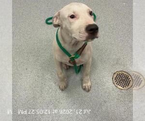 American Pit Bull Terrier Dogs for adoption in Ocala, FL, USA