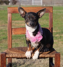 Medium Photo #1 Rat Terrier Puppy For Sale in Carrollton, TX, USA