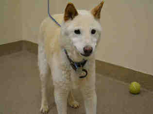 Shiba Inu Dogs for adoption in Aurora, CO, USA