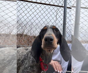 Bluetick Coonhound-Unknown Mix Dogs for adoption in Elmsford, NY, USA