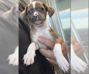 Chihuahua Dogs for adoption in San Martin, CA, USA