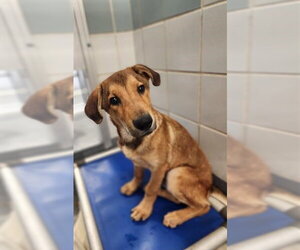 German Shepherd Dog-Unknown Mix Dogs for adoption in San Antonio, TX, USA