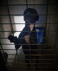 Labrador Retriever-Unknown Mix Dogs for adoption in Piedmont, MO, USA