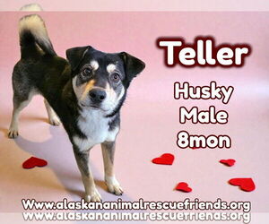 Siberian Husky-Unknown Mix Dogs for adoption in Anchorage, AK, USA