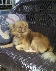 Pomeranian Dogs for adoption in Albemarle, NC, USA