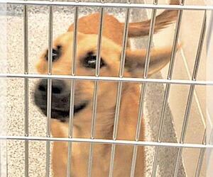 Carolina Dog-Unknown Mix Dogs for adoption in Houston, TX, USA