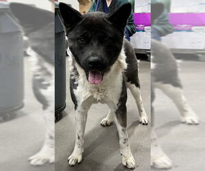 Akita Dogs for adoption in Forestville, MD, USA