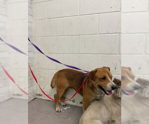 Mutt Dogs for adoption in San Bernardino, CA, USA