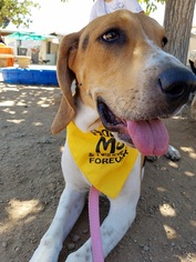 Small Treeing Walker Coonhound