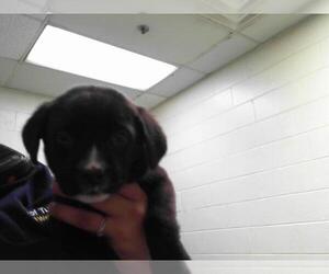 Redbone Coonhound-Unknown Mix Dogs for adoption in Tulsa, OK, USA