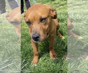 Boxer-Unknown Mix Dogs for adoption in Sparta, TN, USA