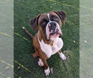 Medium Photo #1 Boxer-Unknown Mix Puppy For Sale in Redlands, CA, USA