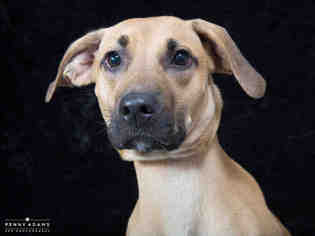 Lab-Pointer Dogs for adoption in Nashville, TN, USA