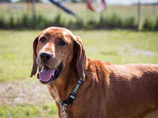 Redbone Coonhound Dogs for adoption in Grasswood, Saskatchewan, Canada