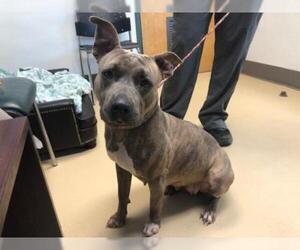 American Staffordshire Terrier Dogs for adoption in Lacombe, LA, USA