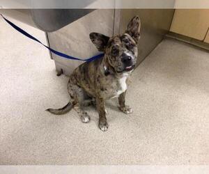 American Pit Bull Terrier-Unknown Mix Dogs for adoption in Riverside, CA, USA