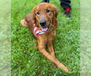 Golden Retriever-Unknown Mix Dogs for adoption in Warrenton, VA, USA