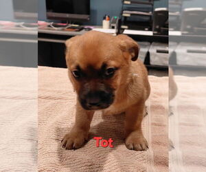 Mutt Dogs for adoption in South Bend, IN, USA