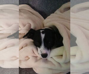 Parson Russell Terrier-Unknown Mix Dogs for adoption in Chandler, AZ, USA