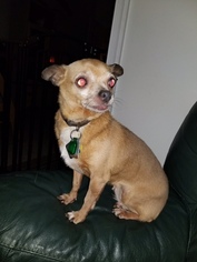 Chihuahua Dogs for adoption in Red Lion, PA, USA