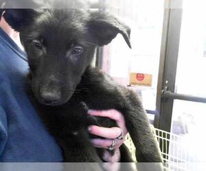 Shepradors Dogs for adoption in Tulsa, OK, USA