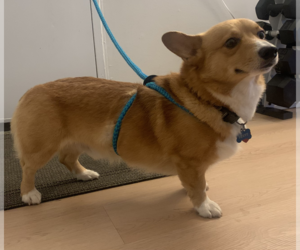 Pembroke Welsh Corgi Dogs for adoption in Silver Spring, MD, USA