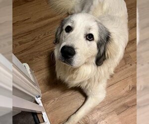 Great Pyrenees Dogs for adoption in SAINT CHARLES, IL, USA
