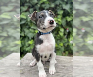 Mutt Dogs for adoption in Marina Del Rey, CA, USA